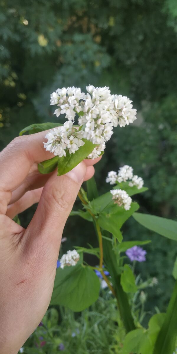 Das (Seil)Gartenprojekt – Bild 17