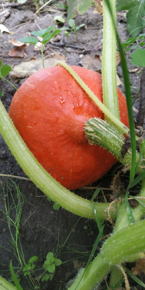 Das (Seil)Gartenprojekt – Bild 18