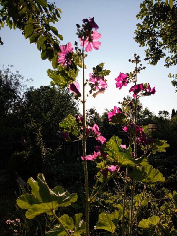 Das (Seil)Gartenprojekt – Bild 12