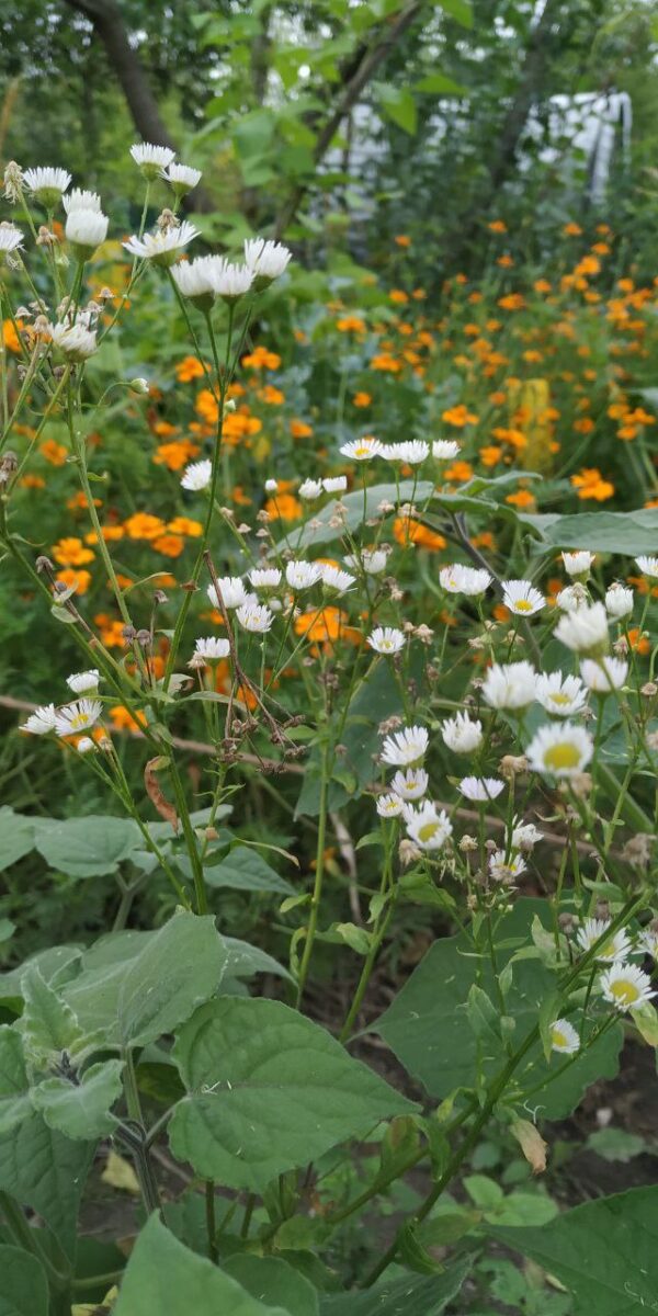 Das (Seil)Gartenprojekt – Bild 7