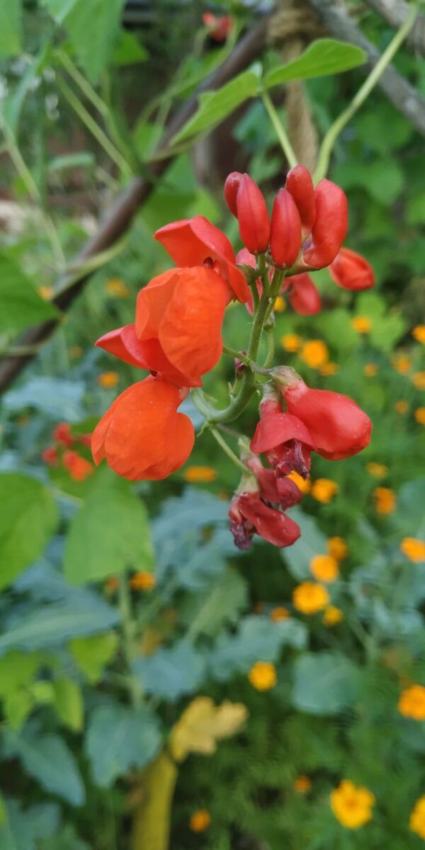 Das (Seil)Gartenprojekt – Bild 14