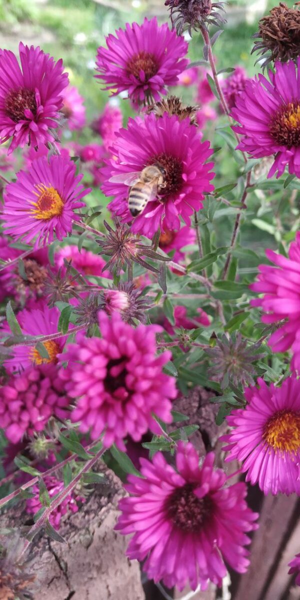 Das (Seil)Gartenprojekt – Bild 13