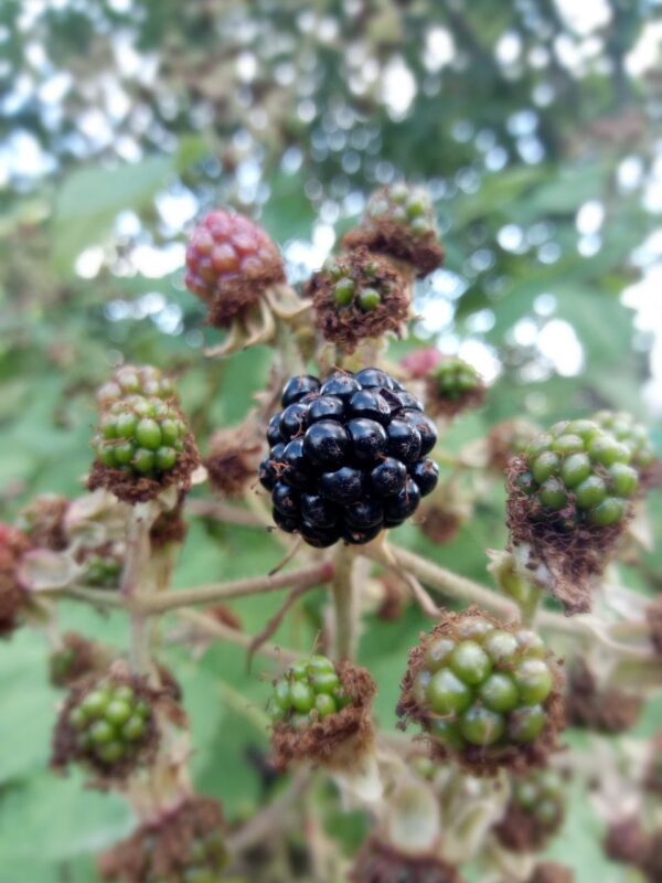 Das (Seil)Gartenprojekt – Bild 9