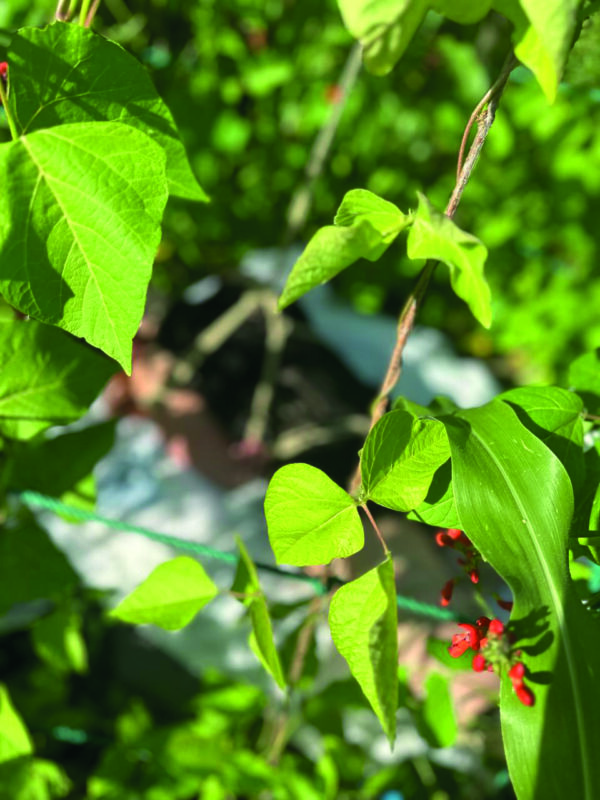 Das (Seil)Gartenprojekt – Bild 3